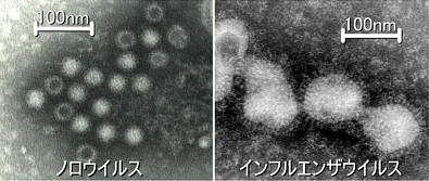ノロウイルスとインフルエンザウイルス
