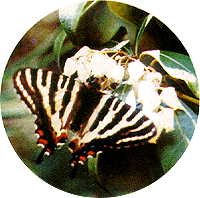 ギフチョウ　写真