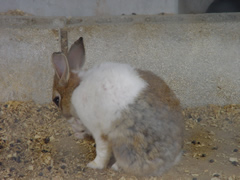 ウサギの写真1