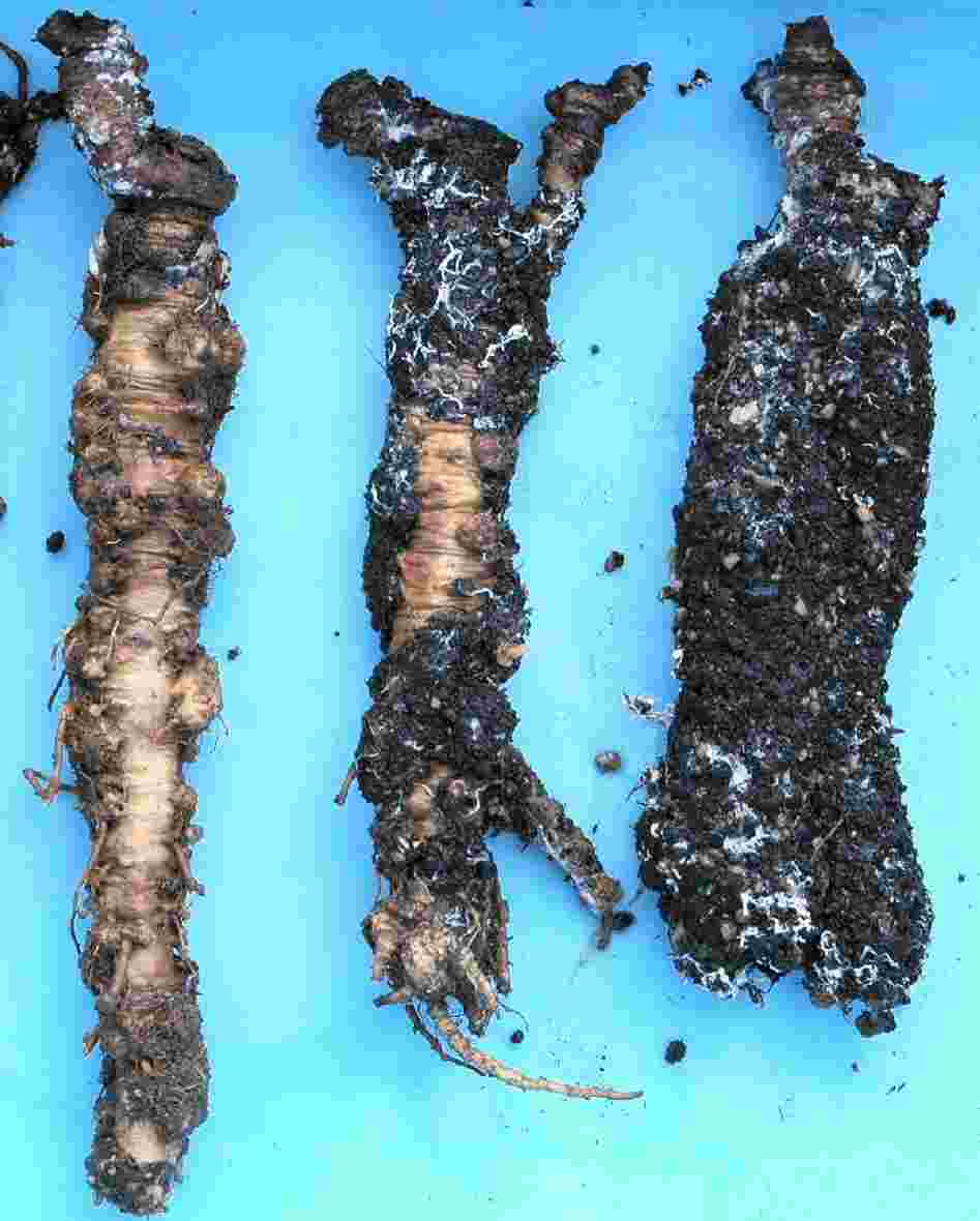 図２根茎の腐敗とその表面を覆った白色菌糸