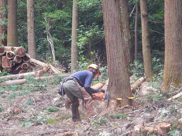 伐採状況の写真