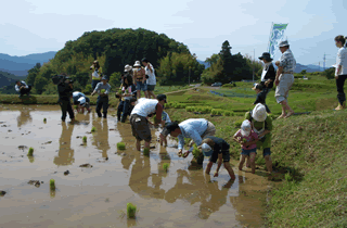 田植え