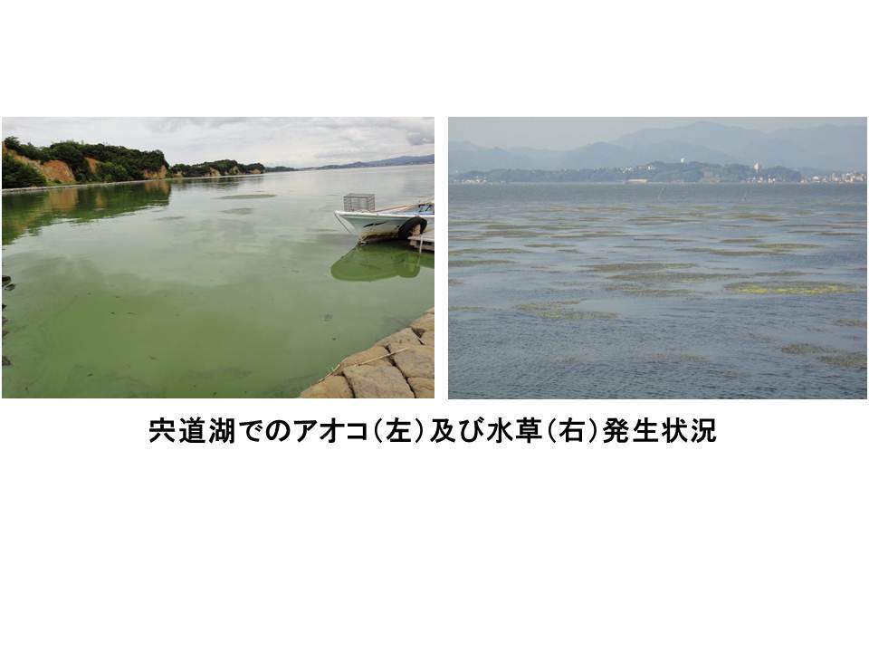 宍道湖でのアオコ（左）及び水草（右）発生状況