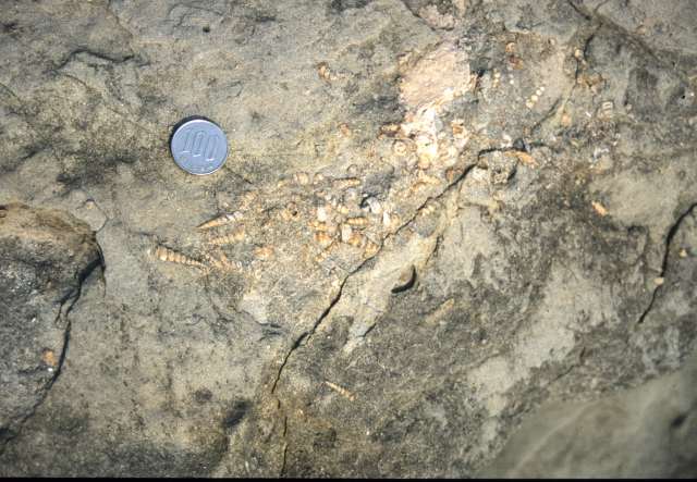 内部に密集する貝化石