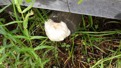 木道に産み付けられたモリアオガエルの卵