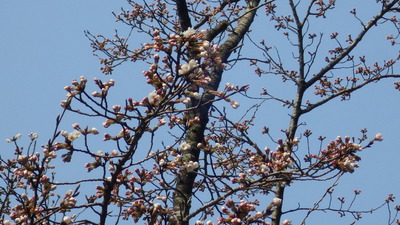 開花した桜の小路の桜の花の写真です。