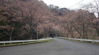 桜の小路の写真です