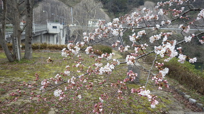 御部ダム南広場の桜の写真です