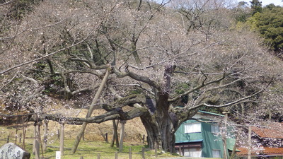 大平桜の写真その２です