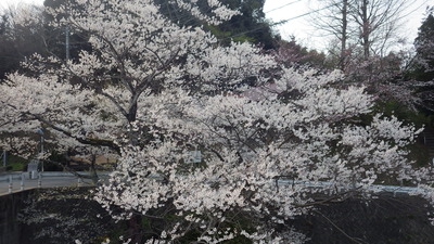 佐々木桜の写真です