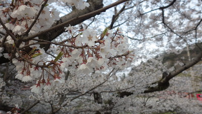佐々木桜の写真その３です