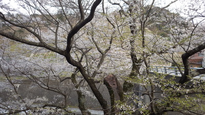 佐々木桜の写真その２です