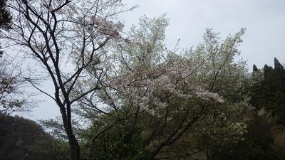 紅白の桜の写真です