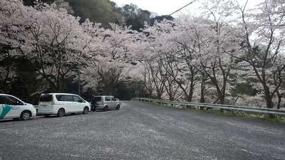 桜の小路の写真その1です