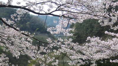 桜のフレームの御部ダムの写真です