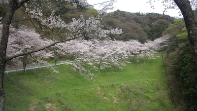 桜の小路の写真その２です