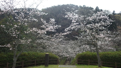 桜の広場の写真です