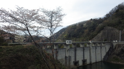 山桜と御部ダムの写真その１です