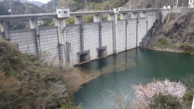 山桜と御部ダムの写真その２です