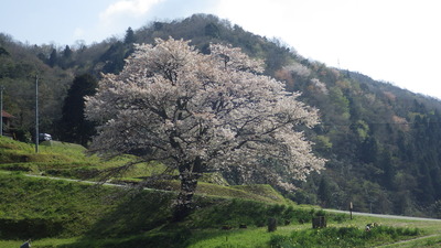 井川の一本桜の写真その２です