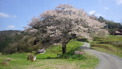 井川の一本桜の写真その３です