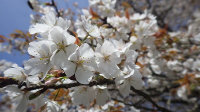 井川の一本桜の写真その４です