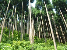 手入れされた林