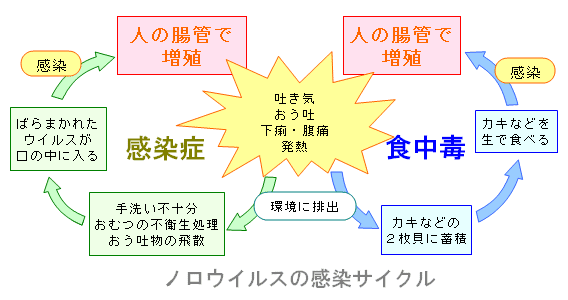 ノロウイルスの感染サイクル