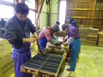 板ワカメの加工作業