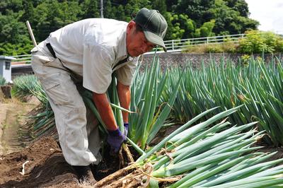 白ネギ収穫