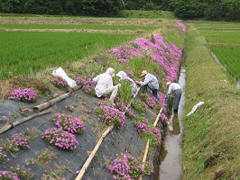 芝桜の手入れふうけさん