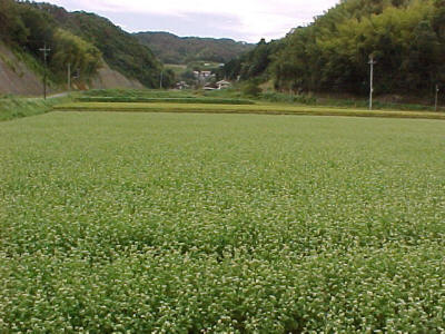 ソバ花見写真