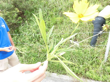 オオキンケイギクは花にも葉にも特徴があります
