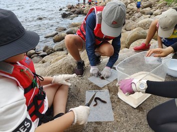 明屋海岸にて魚さばき体験の様子。