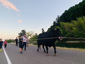 都万地区にて牛の散歩の様子。