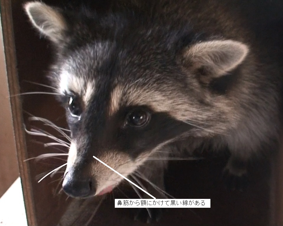 アライグマの顔