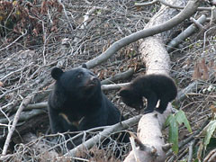 ツキノワグマの写真