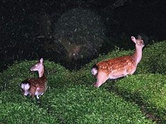 ニホンジカの写真