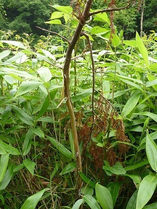 4年生ヒノキ樹皮食害写真