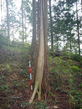 30年生ヒノキへの樹皮剥被害（美郷町）