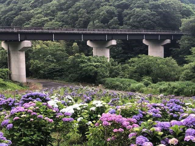 （写真）神戸の森