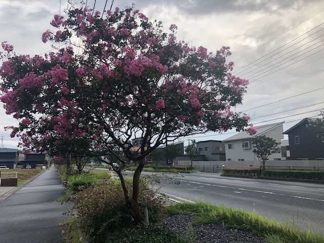 （写真）百日紅の街路樹