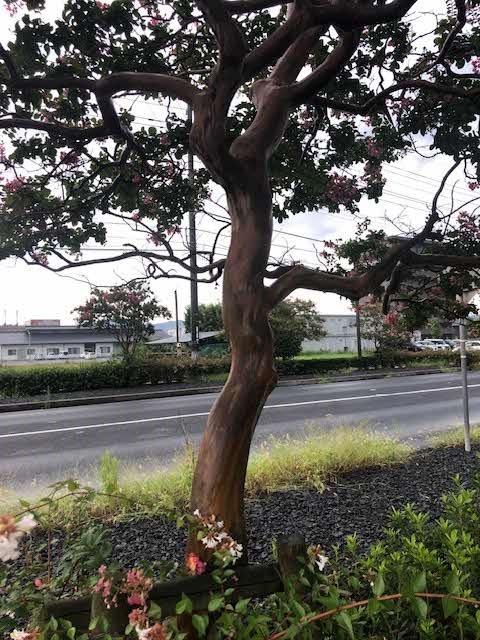 （写真）百日紅の幹表面