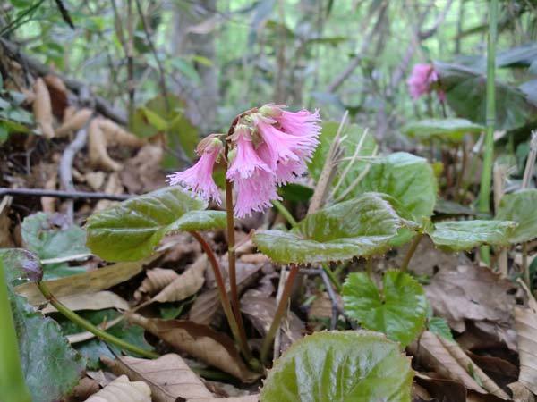 イワカガミの花の画像