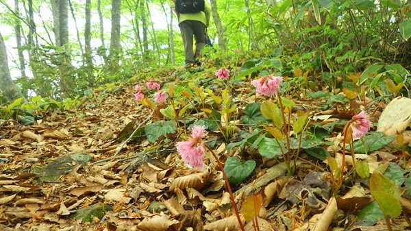 遊歩道沿いにオオイワカガミが咲き並ぶ画像