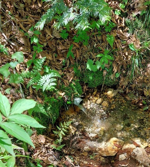 湧水が出る水場の画像