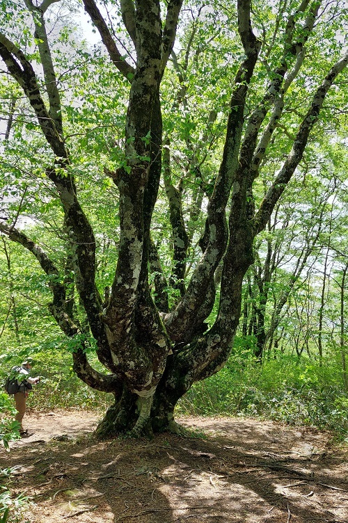 山頂タコブナの画像