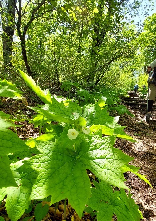 サンカヨウの残り花の画像