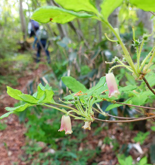 ウスギヨウラクの画像