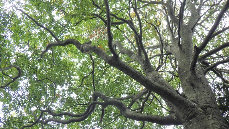 縦走路のブナの画像